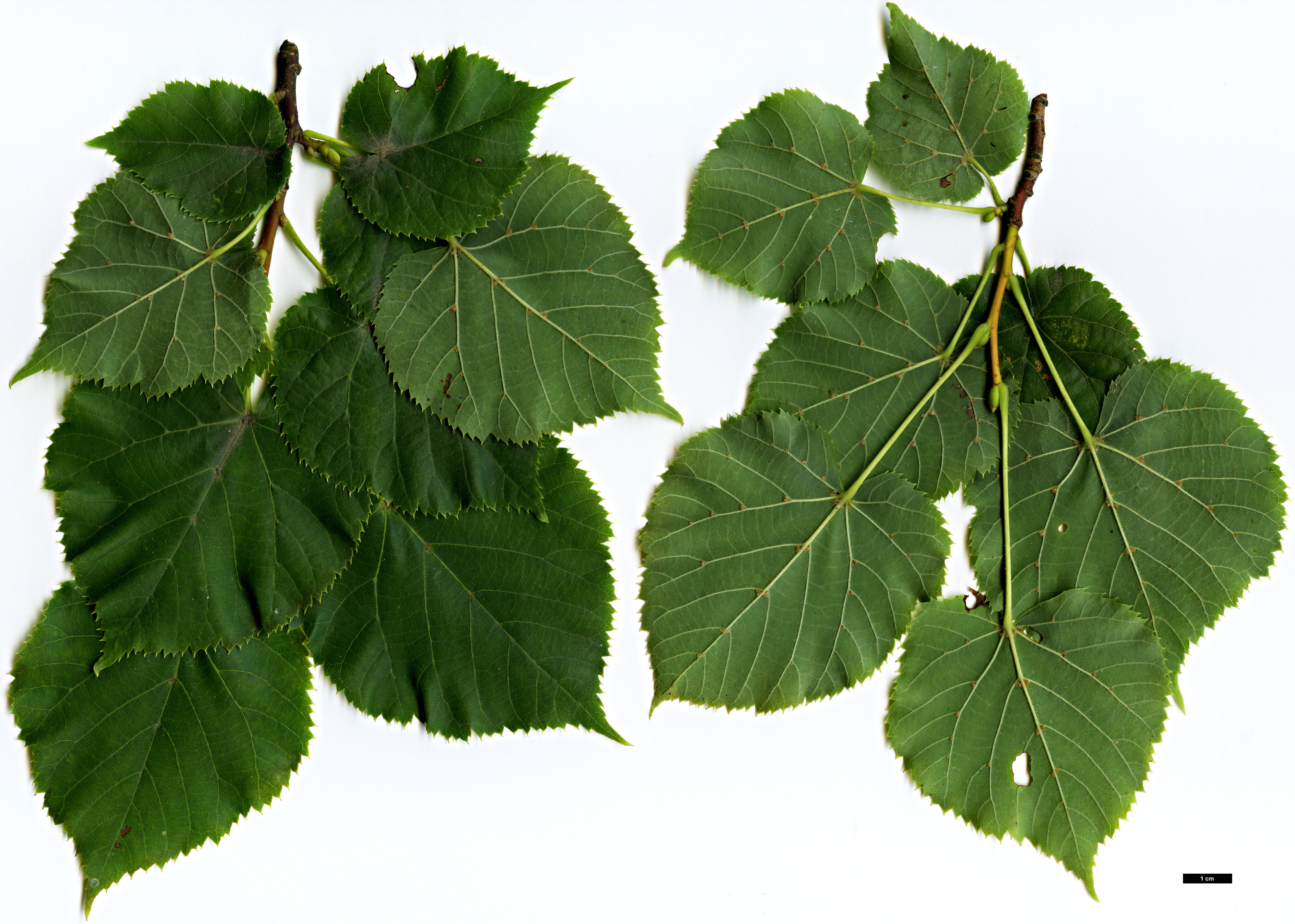 High resolution image: Family: Malvaceae - Genus: Tilia - Taxon: dasystyla - SpeciesSub: subsp. dasystyla